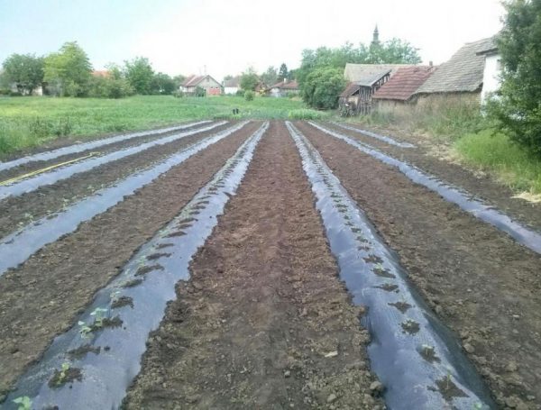 Kołki