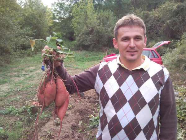 Batat (bez obróbki chemicznej po zbiorach)